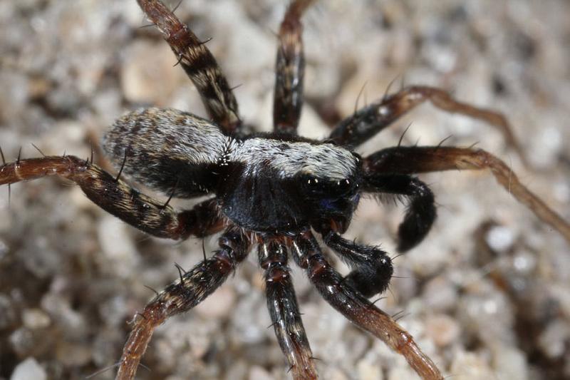 Pardosa_lugubris_D7407_Z_89_NP De Hoge Veluwe_Nederland.jpg
